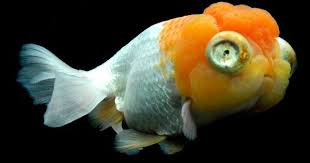 fancy goldfish おしゃれまとめの人気アイデア pinterest terri emerson 金魚 魚 観賞魚