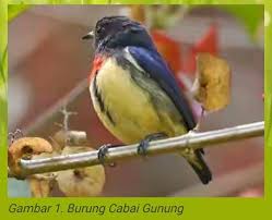 Dalam merawat burung kemade banyak yang orang yang memanfaatkan suaranya sebagai burung masteran, karena memiliki suara crecetan, tembakan dengan speed rapat. Burung Desa Inlagg Facebook