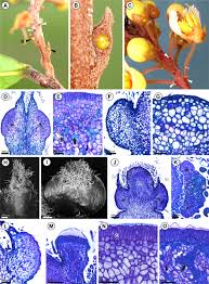 Image result for Acridocarpus chloropterus