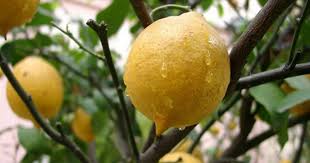 Limon, portakal ve diğer turunçgillerin budama: Limon