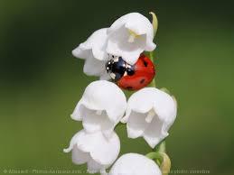 Photos de muguet avec coccinelle / coccinelle sur. Photo De Coccinelle Coccinelle N 603397 Sur Photos Animaux Com