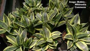 There are likely more of these snakes in captivity than in the wild since their natural locality is so. 19 Types Of Snake Plants Sansevieria Varieties With Care And Growing Tips
