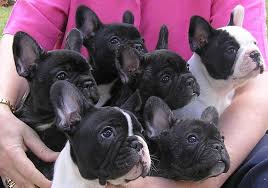 It loves companionship and bonds with animals and families. Breeders French Bulldog Club Of Nsw Inc