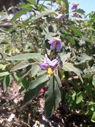 Image result for Indigofera vicioides