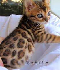 Discover our bengal kittens & cats that are currently for sale. Bengal Kittens For Sale Healthy Top Quality Bengal Kittens W The Absolute Highest Level Of Socialization Well Handled Well Trained Rosetted Bengal Kittens
