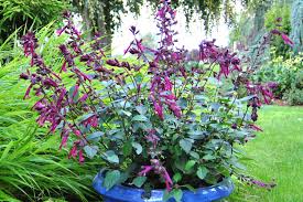 Image result for Salvia
