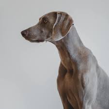 There are numerous medical names for skin tags, but the two most common are acrochordons or fibromas. How To Remove And Prevent Skin Tags On Dogs Pethelpful