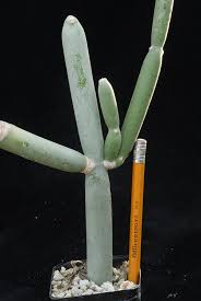 Image result for Cynanchum viminale