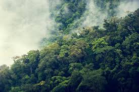 Tree, from the duo that offered the powerful war experience 'giant,' tracks you as tree represents both a continuation of that level of intense personal experience and a departure in technological. 12tree Finance
