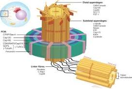 We did not find results for: What Is Found In Animal Cells But Not Plant Cells Quora