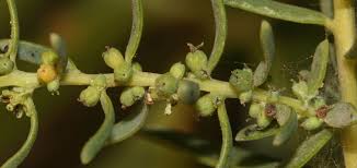 Image result for Suaeda monoica