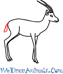 Gazelle facts & trivia for kids. How To Draw A Gazelle