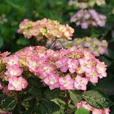 1,450 cancan dancing premium high res photos. Let S Dance Can Do Reblooming Hydrangea Hydrangea Serrata Proven Winners