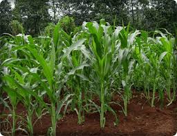 Jagung adalah tanaman yang dijadikan bahan makanan pokok di berbagai negara, salah satunya negara kita negara indonesia. Jagung Zea Mays L Jenis Manfaat Dan Cara Budidaya Tanaman Jagung
