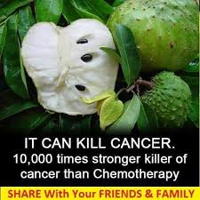 Guanabana fruit or graviola comes from the evergreen tree soursop tree that is extensively found in mexico, the caribbean and parts of south america. Heart Of Heart Health Corner Share This Information First And Read Afterwards Share It As Much As You Can The Sour Sop Or The Fruit From The Graviola Tree Is A