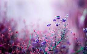 Wallpapers » w » 91 wallpapers in wallpapers hd flower collection. 40 Flower Hd Wallpapers Hd 4k 5k For Pc And Mobile Download Free Images For Iphone Android