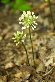 Ramp Blooms Edible Wild Plants Woodland Plants Native Plants