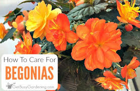 Begonia Plant Care How To Grow Care For Begonias Plant Care Houseplant Flower Pots Outdoor Begonia