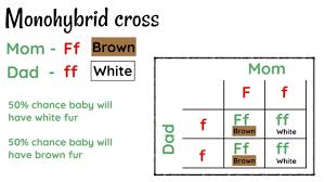 Some of the worksheets for this concept are amoeba sisters video recap monohybrid crosses mendelian, monohybrid crosses and the punnett square lesson plan, amoeba amoeba sisters answer key. Amoeba Sisters Monohybrid Crosses Key Amoeba Sisters Video Recap Monohybrid Crosses Mendelian Amoeba Sisters Video Recap Monohybrid A Monohybrid Cross Is The Study Of The Inheritance Of One Characteristic