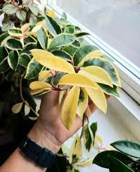 Check spelling or type a new query. This Krimson Queen Was My First Hoya And The One That Set Off My Obsession I Ve Had Her For A Few Years Now And I Can T Believe She Never Loses Any Leaves