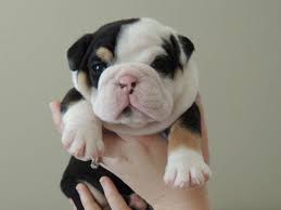 Another plus point of this kind of puppy is that for those who are living in california, then you have to look for english bulldogs puppies california. Akc Black Tri English Bulldog Pups For Sale For Sale In Victorville California Classified Americanlisted Com