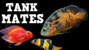 Tiger oscars are the most common breed; Top 10 Tank Mates For Oscar Fish Youtube