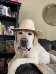 My road dog and I out for a drive.