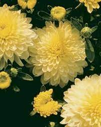 Chrysanthemums Finegardening Garden Mum Chrysanthemum Morifolium Fine Gardening