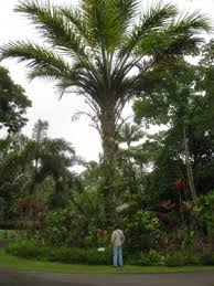 Image result for Elaeis guineensis