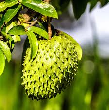Image result for Annona muricata