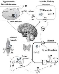 Thyroid gland thyroid → schilddrüse feminine | femininumf. The Role Of Zinc In Thyroid Hormones Metabolism International Journal For Vitamin And Nutrition Research