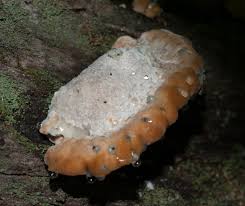 Image result for Ischnoderma resinosum