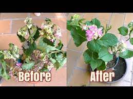 Then, fill the vase with warm, filtered water and let it sit for a few minutes. How To Bring A Plant Back To Life In 12 Hours Youtube