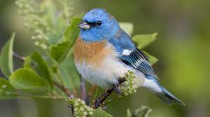 Feel free to download all of these desktop background. Beautiful Blue Bird Wallpaper Animals Wallpaper Better