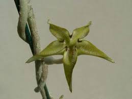 Image result for Ceropegia gracilior