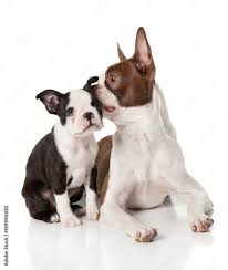 Red Boston Terrier Whispering Into A Boston Terrier Puppy S Ear Stock Photo Adobe Stock