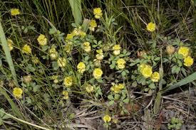 Image result for Eriosema scioanum