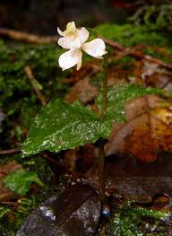 Image result for Disperis virginalis