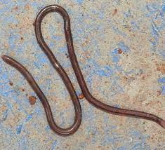 That Worm In Your Garden Could Be A Snake Roundglass Sustain