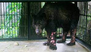 Kebun binatang ini punya 17 ribu hewan dari 1.500 spesies, jumlah spesies terbesar di dunia (zoo berlin/ facebook). Sebagian Satwa Limpahan Kebun Binatang Surabaya Mati Nasional Tempo Co