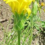 Image result for Pseudopodospermum hispanicum