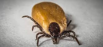 Tout Savoir Sur La Tique Et Sur La Maladie De Lyme Chez Le Chien