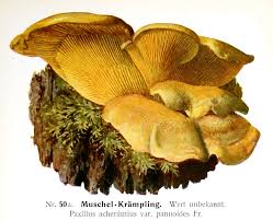 Image result for Paxillus panuoides