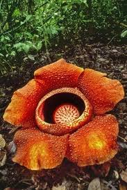 Though the titan arum's proportions are occasionally larger, that plant is technically an inflorescence. Corpse Flower Rafflesia Arnoldii Album On Imgur