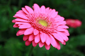 Image result for Gerbera