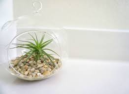 Maybe you would like to learn more about one of these? What A Difference An Air Plant Makes