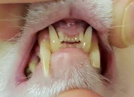 Your cat can experience an injury that has led to his tooth becoming loose and falling out. Ferret Dentistry No Weaseling About It Today S Veterinary Nurse