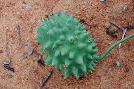 Image result for Acanthosicyos naudinianus