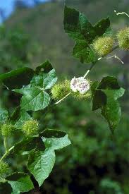 Image result for Pycreus mundtii