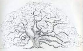 Draw An Oak Tree Oak Tree Drawings Tree Sketches Tree Drawing